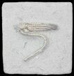 Cool Halysiocrinus Crinoid Fossil - Crawfordsville, Indiana #29407-1